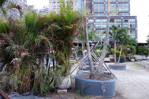 Palm Trees arrive at Gitano's Garden of Love set to open July 1 in NYC
