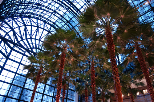 Palm Trees, Bloomfield Place Atrium, NYC 2018