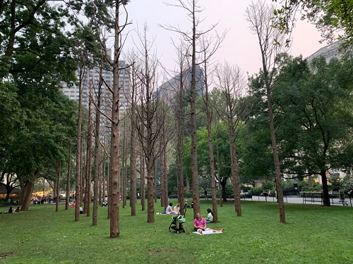 Ghost Forest, Maya Lin, Madison Square Park, NYC