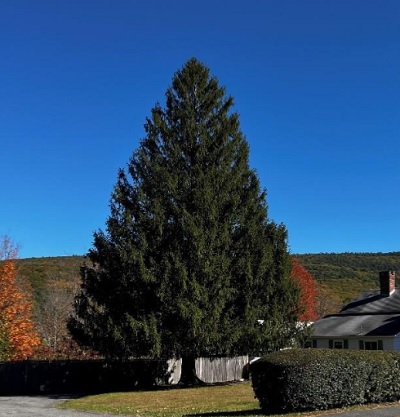 First Massachusetts Christmas Tree in 60 Years to Light Up Rockefeller Center